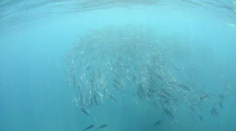 Trevally Bait Ball Stock Footage 33849370