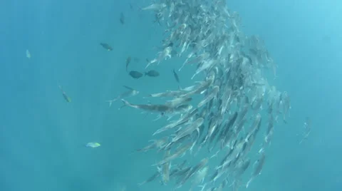 Trevally Bait Ball 库存影片 33849582