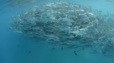 Trevally Bait Ball Stock Footage 33849613