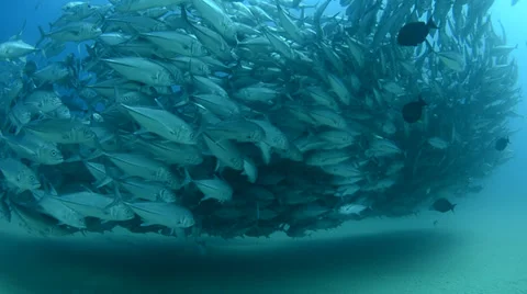 Trevally Bait Ball Stock Footage 33850440