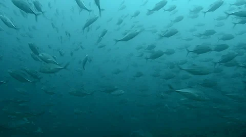 Trevally Bait Ball Stock Footage 33863378