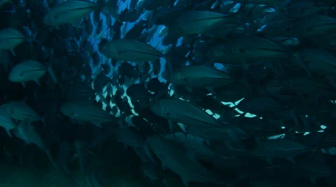Trevally Bait Ball Видео 33864606