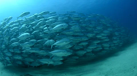 Trevally Bait Ball Видео 33864855