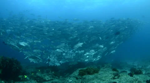 Trevally Bait Ball Видео 33868027