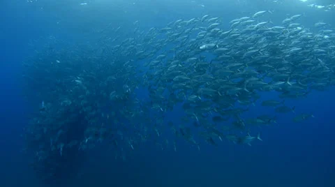 Trevally Bait Ball Stock Footage 33868222