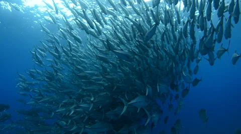 Trevally Bait Ball Stock Footage 33889867
