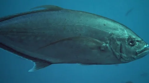 Trevally fish close up Video stock 81241634