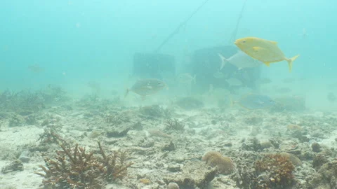 Trevally hunting Stock Footage 281929339
