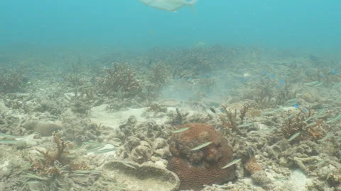 Trevally hunting Stock Footage 281929355