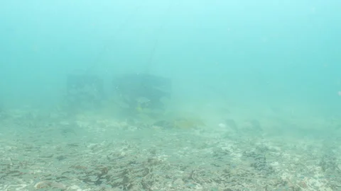 Trevally hunting Stock Footage 281929387
