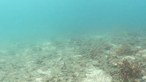 Trevally hunting Stock Footage 281929389