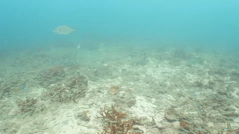 Trevally hunting Stock Footage 281929390