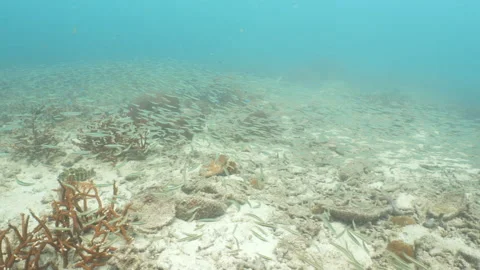 Trevally hunting Stock Footage 281929434