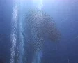 Trevally hunting Yellow stripe fusiliers Thistlegorm 081209 012 SD Footage