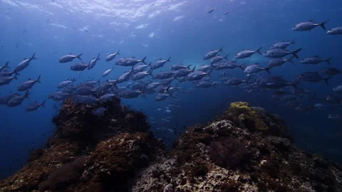 Trevally Reefscape || Schooling fish going over Anemones Stock Footage 149964847