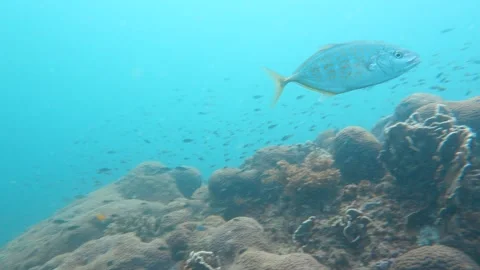 Trevally swimming Stock Footage 283276771