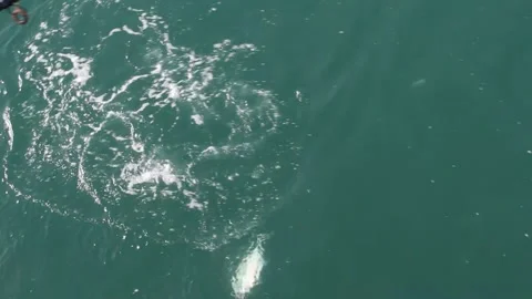 Trevally of the Wharf Stock Footage 246090134