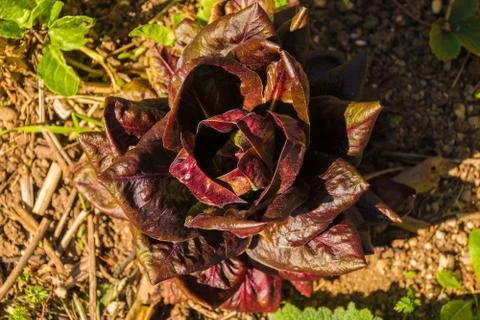 Treviso Radicchio Stock Photos
