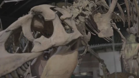 Trex close up fossil Stock Footage 345762483