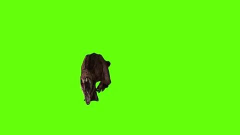 T.rex dinosaur chase roar  green screen animation 3D rendering Stock Footage 279103308