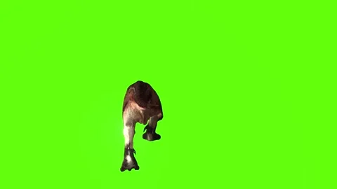 T.rex dinosaur climb up green screen animation 3D rendering Stock Footage 279103346