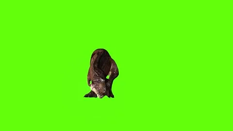 T.rex dinosaur mama cave bite out green screen animation 3D rendering Stock Footage 279342787