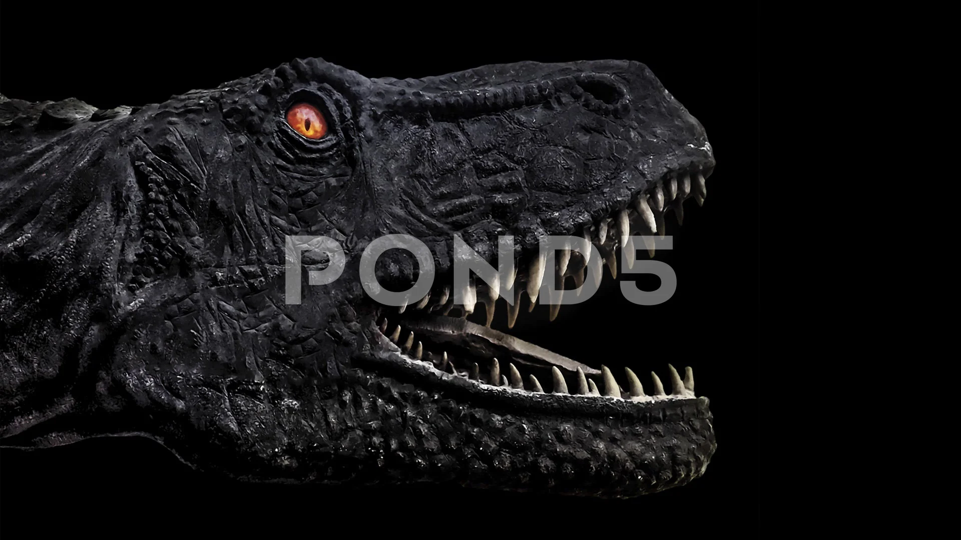 Trex Dinosaur Open Mouth Animation | Stock Video | Pond5