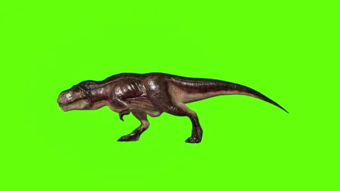 T.rex dinosaur run front stop green screen animation 3D rendering Stock Footage 279416645