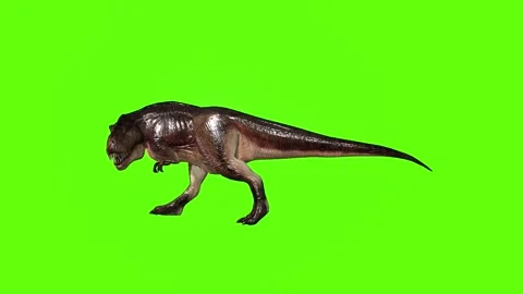 T.rex dinosaur sprint look left green screen animation 3D rendering Stock Footage 279416983