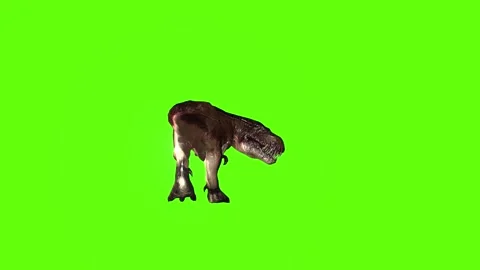 T.rex dinosaur sprint look right green screen animation 3D rendering Stock Footage 279417022