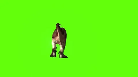 T.rex dinosaur walk back green screen animation 3D rendering Stock Footage 279417667