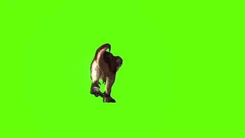 T.rex Runnning green screen animation 3D rendering Stock Footage 279020308