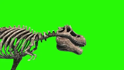 TRex Skeleton Attack Close Up Jurassic World 3D Rendering green Screen