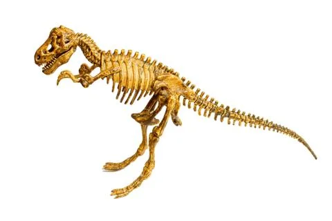 Trex skeleton isolated Stock Photos