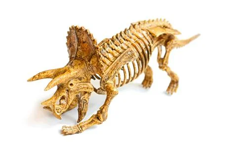 Trex skeleton isolated on white Stock Photos