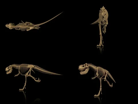 Trex skeleton running cycle, 3D animation loop, alpha  Stock Footage 78514957