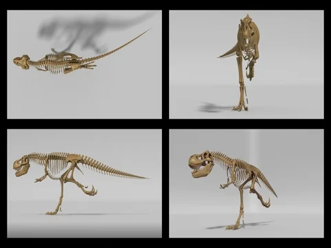 Trex skeleton running cycle, 3D animation loop, alpha  Stock Footage 78523800