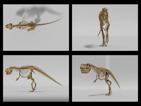 Trex skeleton walking cycle, 3D animation loop, alpha channel Stock Footage 78490472