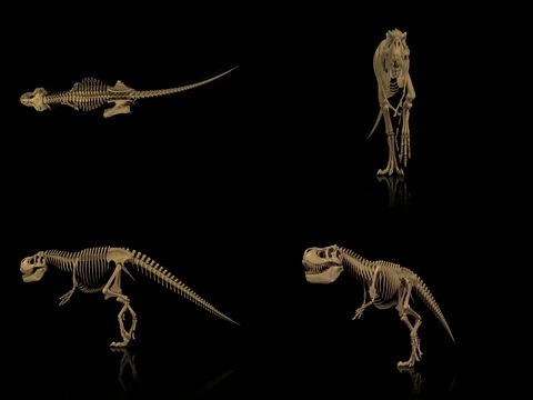 Trex skeleton walking cycle, 3D animation loop, alpha  Stock Footage 78513396
