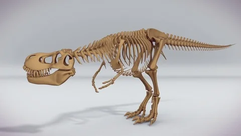 Trex skeleton walking, roaring 3D animation, alpha channel Stock Footage 77834961