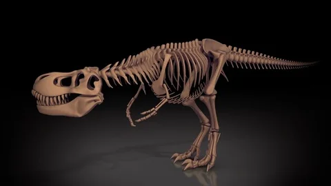 Trex skeleton walking, roaring 3D animation, alpha channel Stock Footage 77842436