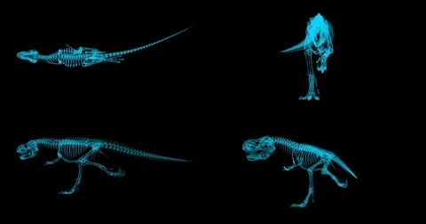 Trex Xray skeleton running cycle, 3D animation slow motion loop, alpha channel Stock Footage 79040105