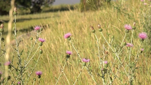 Tri-Colored Bumble Bee Among Thistles Near Flagstaff Arizona USA Stock Footage 88894649