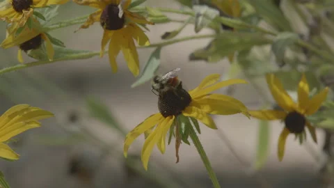 Tri-colored Bumble Bee Stock Footage 204721454