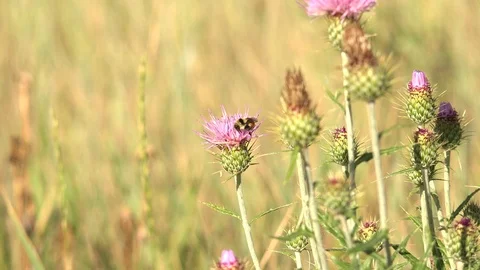 Tri-Colored Bumble Bee On a Thistle Near Flagstaff Arizona USA Stock Footage 88858183