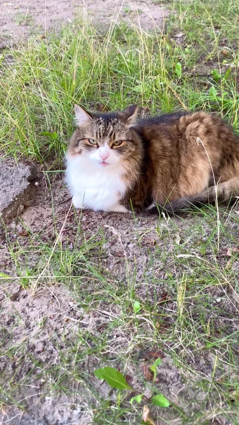 A tri-colored cat lying on the grass. Vertical video Stock Footage 281179520