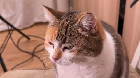 A tri-colored cat sitting on a chair in the kitchen Video stock 304801049