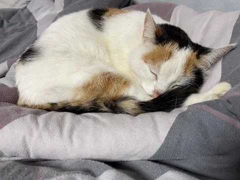 Tri-colored cat sleeping peacefully enjoying cat nap Stock Photos