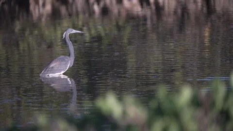 Tri-colored heron bird flies from the mangroves in Merritt Island Florida Stock Footage 127939385