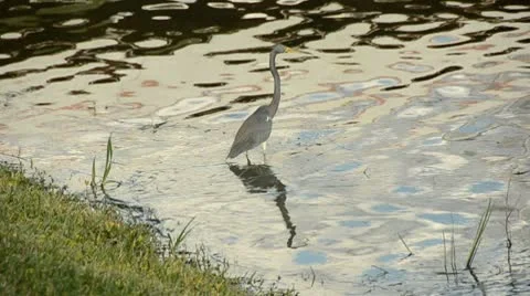 Tri-colored heron in Florida Stock Footage 10747903